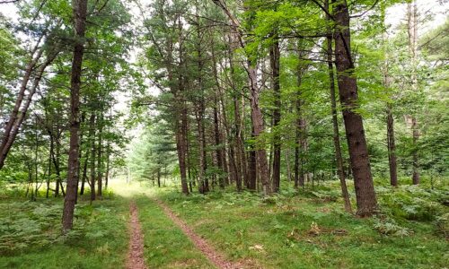 Northern Wisconsin wooded land for sale near Amberg, WI
