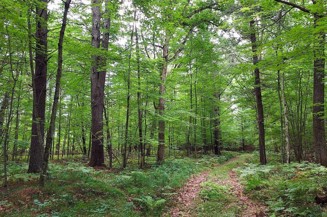 Wooded Land For Sale near Menominee River, WI