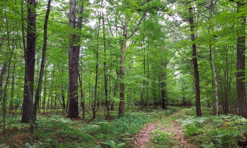 Wooded Land For Sale near Menominee River, WI