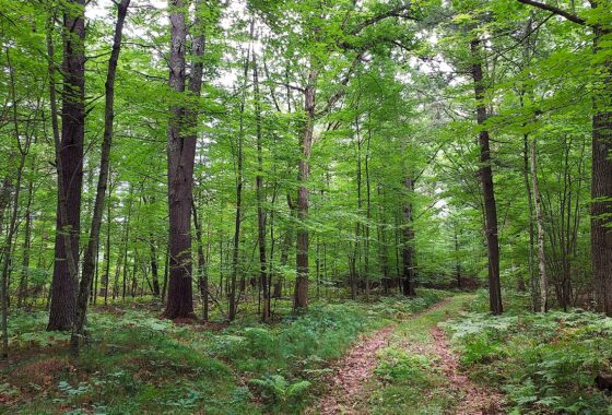 Wooded Land For Sale near Menominee River, WI