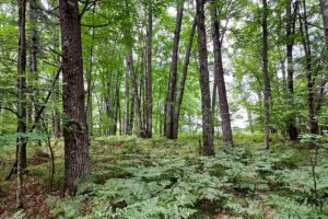 Wooded Land For Sale near Menominee River, WI