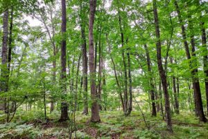 Wooded Land For Sale near Menominee River, WI