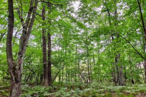 Wooded Land For Sale near Menominee River, WI