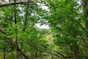 Wooded Land For Sale near Menominee River, WI