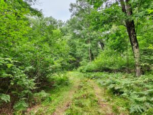 Wooded Land For Sale near Menominee River, WI