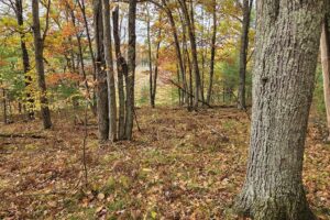 Secluded land for sale near Peshtigo River State Forest