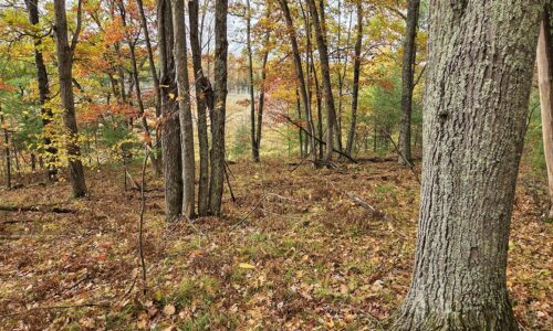 Secluded land for sale near Peshtigo River State Forest