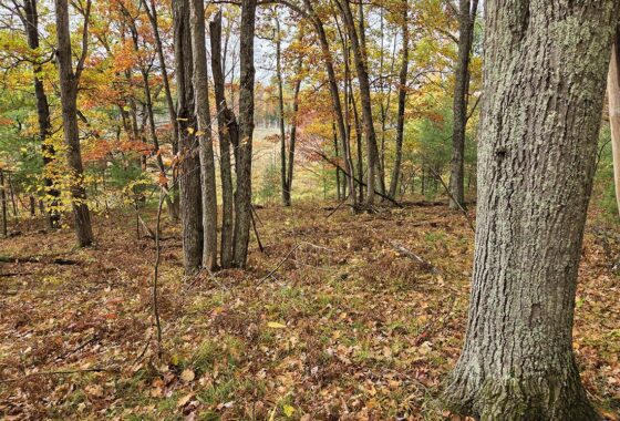 Secluded land for sale near Peshtigo River State Forest