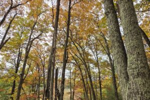 Secluded land for sale near Peshtigo River State Forest