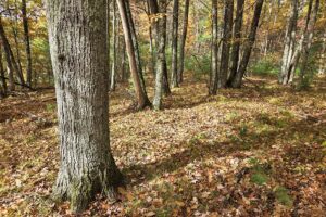 Secluded land for sale near Peshtigo River State Forest