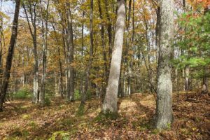Secluded land for sale near Peshtigo River State Forest