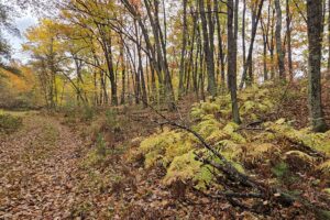 Secluded land for sale near Peshtigo River State Forest