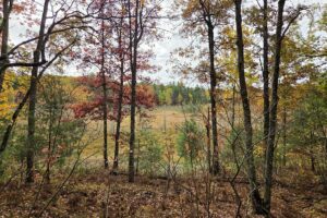Secluded land for sale near Peshtigo River State Forest