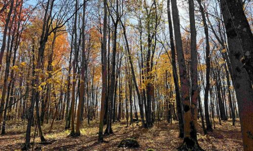 Price County, Wisconsin wooded land for sale.