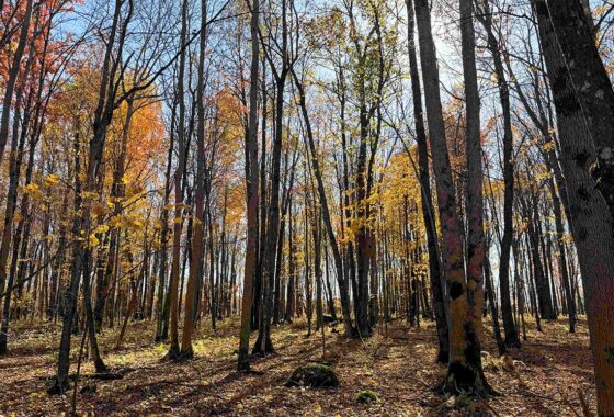 Price County, Wisconsin wooded land for sale.