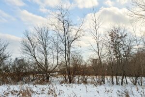Buildable wooded land for sale in Southern Wisconsin Driftless Region