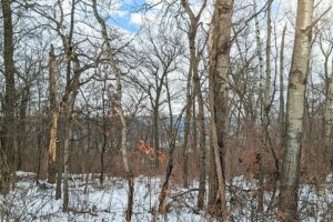 Buildable wooded land for sale in Southern Wisconsin Driftless Region