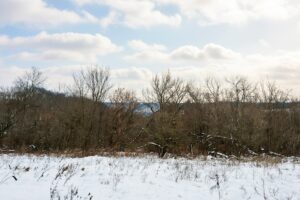 Buildable wooded land for sale in Southern Wisconsin Driftless Region