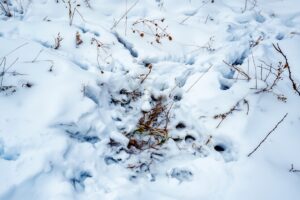 Buildable wooded land for sale in Southern Wisconsin Driftless Region