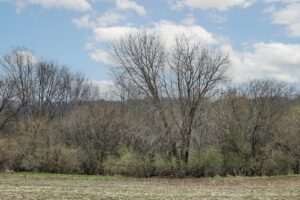 Wooded land for sale overlooking the Kickapoo River Valley