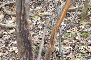 Wooded land for sale overlooking the Kickapoo River Valley