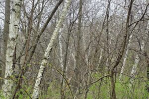 Wooded land for sale overlooking the Kickapoo River Valley