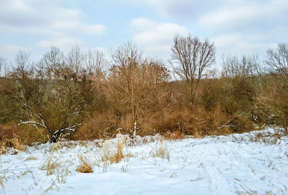 6.2 Acres Buildable Wooded Land For Sale near Gays Mills, WI