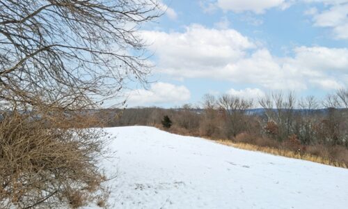 Driftless Region wooded land for sale near Gays Mills, WI