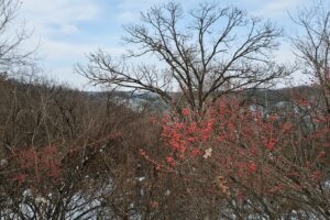 Driftless Region wooded land for sale near Gays Mills, WI