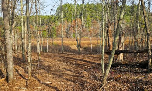 Buildable Northwoods property with mature hardwoods in Burnett County WI