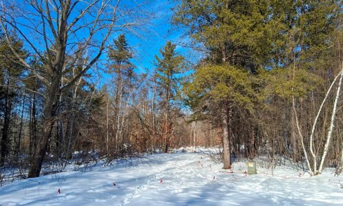 4-acre improved wooded land near Trego, Wisconsin with well, septic, electric, driveway, and camping pad surrounded by public forest