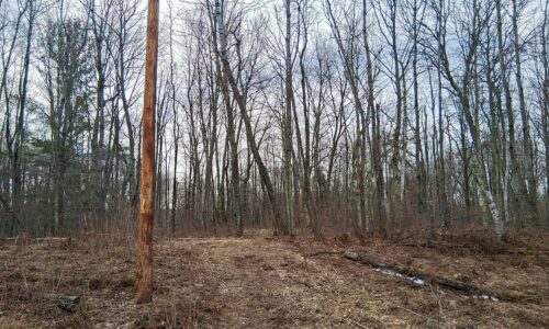 Wooded buildable land near the Namekagon River in Trego, Wisconsin with rolling terrain, utilities, and private forest setting