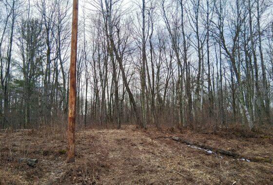 Wooded buildable land near the Namekagon River in Trego, Wisconsin with rolling terrain, utilities, and private forest setting