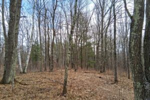 Wooded buildable land near the Namekagon River in Trego, Wisconsin with rolling terrain, utilities, and private forest setting