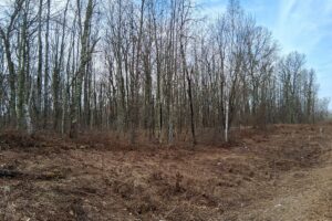 Wooded buildable land near the Namekagon River in Trego, Wisconsin with rolling terrain, utilities, and private forest setting