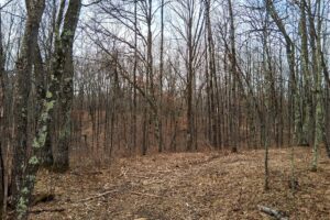 Wooded buildable land near the Namekagon River in Trego, Wisconsin with rolling terrain, utilities, and private forest setting