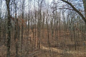 Wooded buildable land near the Namekagon River in Trego, Wisconsin with rolling terrain, utilities, and private forest setting