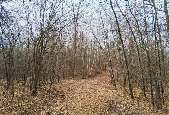 2+ acre buildable wooded land near Spooner, Wisconsin with electric, cleared trails, privacy, and access to the Namekagon River and public forest