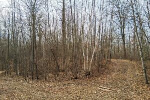 2+ acre buildable wooded land near Spooner, Wisconsin with electric, cleared trails, privacy, and access to the Namekagon River and public forest