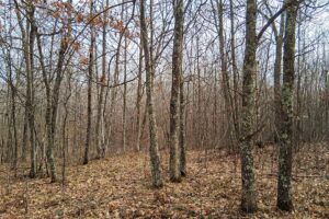 2+ acre buildable wooded land near Spooner, Wisconsin with electric, cleared trails, privacy, and access to the Namekagon River and public forest