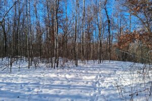 Nearly 9-acre wooded land adjoining National Forest in Trego Township, Wisconsin with rolling terrain, trails, and abundant wildlife