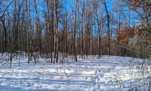 Nearly 9-acre wooded land adjoining National Forest in Trego Township, Wisconsin with rolling terrain, trails, and abundant wildlife