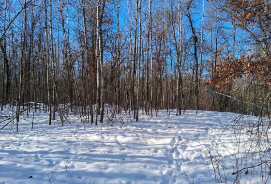 Nearly 9-acre wooded land adjoining National Forest in Trego Township, Wisconsin with rolling terrain, trails, and abundant wildlife