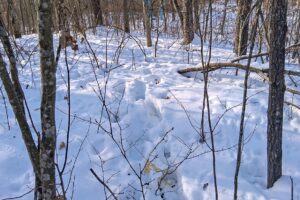 Nearly 9-acre wooded land adjoining National Forest in Trego Township, Wisconsin with rolling terrain, trails, and abundant wildlife