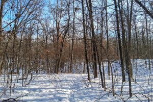 Nearly 9-acre wooded land adjoining National Forest in Trego Township, Wisconsin with rolling terrain, trails, and abundant wildlife