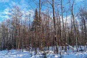 11-acre wooded property near Fishtrap Lake and Chippewa Flowage in Sawyer County, WI with rolling terrain, wildlife, and access to National Forest
