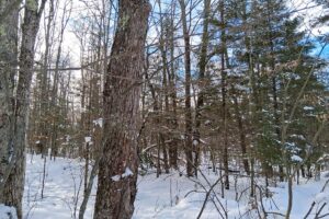 11-acre wooded property near Fishtrap Lake and Chippewa Flowage in Sawyer County, WI with rolling terrain, wildlife, and access to National Forest