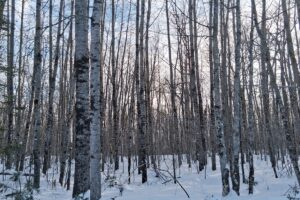 11-acre wooded property near Fishtrap Lake and Chippewa Flowage in Sawyer County, WI with rolling terrain, wildlife, and access to National Forest