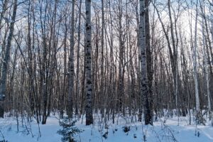 11-acre wooded property near Fishtrap Lake and Chippewa Flowage in Sawyer County, WI with rolling terrain, wildlife, and access to National Forest