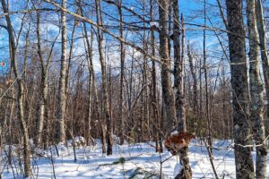 11-acre wooded property near Fishtrap Lake and Chippewa Flowage in Sawyer County, WI with rolling terrain, wildlife, and access to National Forest